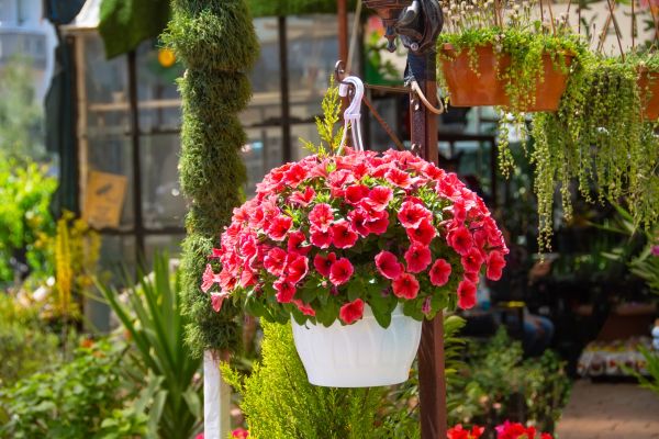 Cost of Hanging Planter Installation in Albany